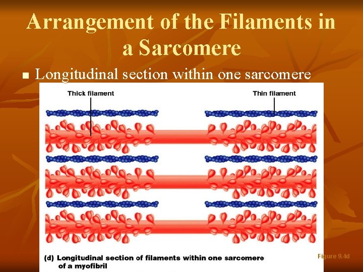 Arrangement of the Filaments in a Sarcomere n Longitudinal section within one sarcomere Figure