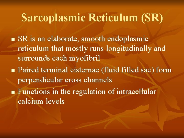 Sarcoplasmic Reticulum (SR) n n n SR is an elaborate, smooth endoplasmic reticulum that