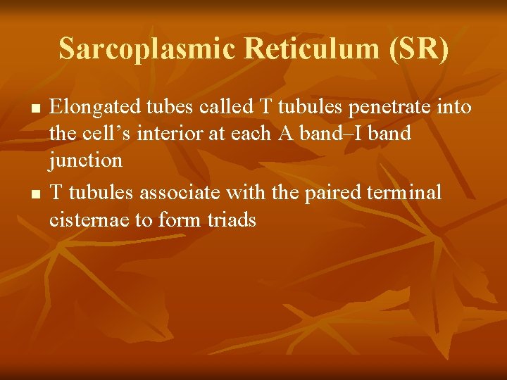 Sarcoplasmic Reticulum (SR) n n Elongated tubes called T tubules penetrate into the cell’s