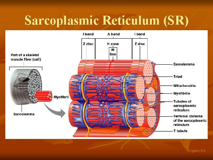 Sarcoplasmic Reticulum (SR) Figure 9. 5 