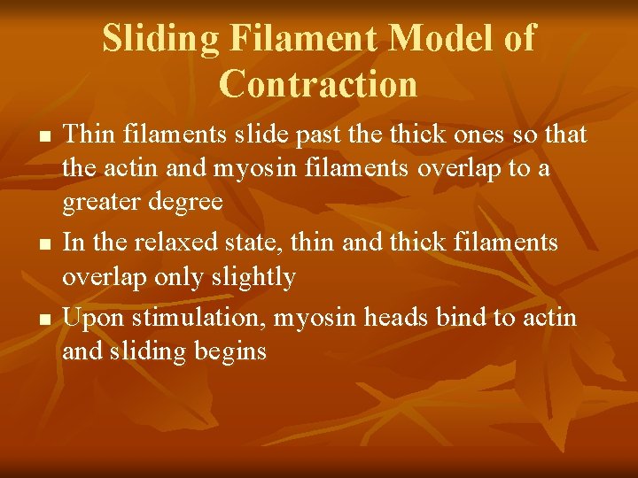 Sliding Filament Model of Contraction n Thin filaments slide past the thick ones so