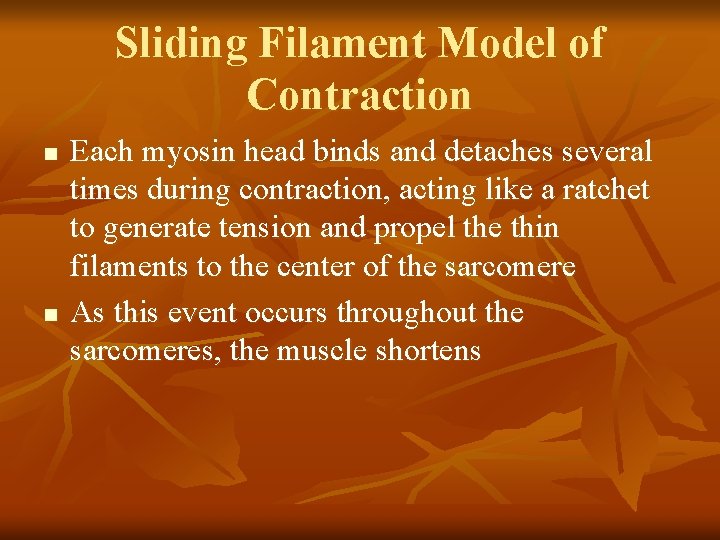Sliding Filament Model of Contraction n n Each myosin head binds and detaches several