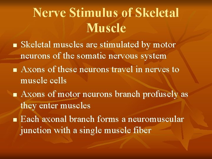 Nerve Stimulus of Skeletal Muscle n n Skeletal muscles are stimulated by motor neurons