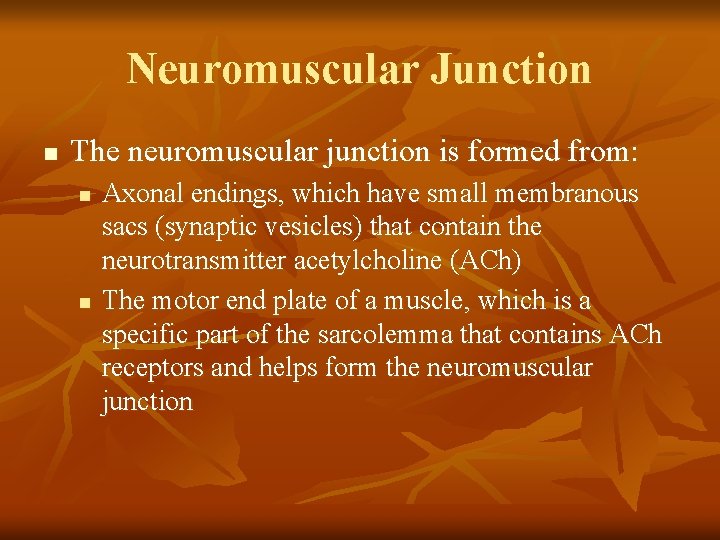 Neuromuscular Junction n The neuromuscular junction is formed from: n n Axonal endings, which