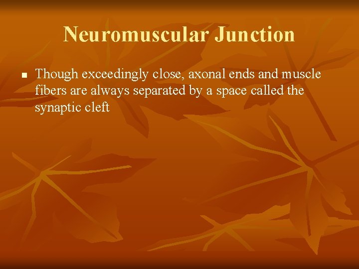 Neuromuscular Junction n Though exceedingly close, axonal ends and muscle fibers are always separated