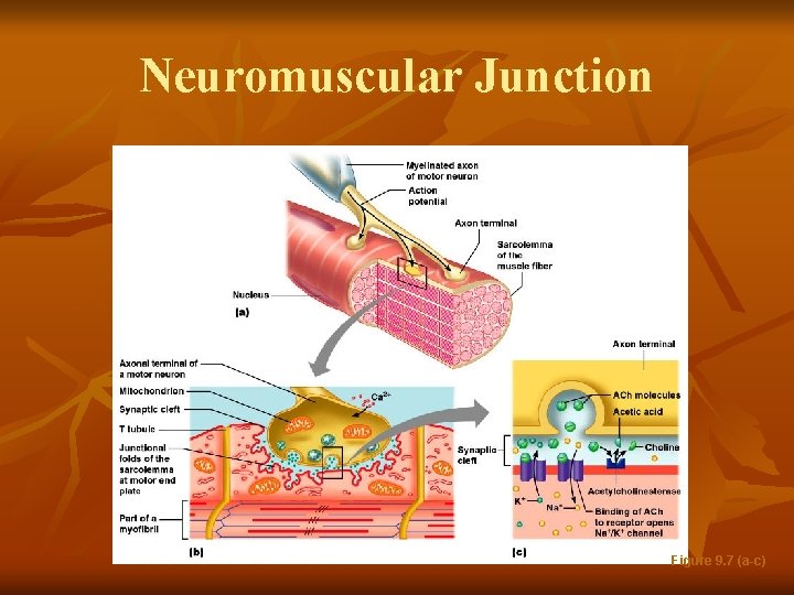 Neuromuscular Junction Figure 9. 7 (a-c) 