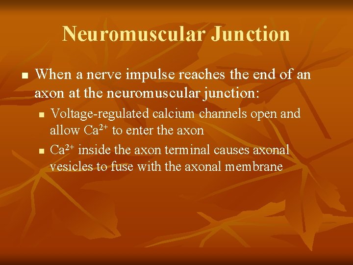 Neuromuscular Junction n When a nerve impulse reaches the end of an axon at