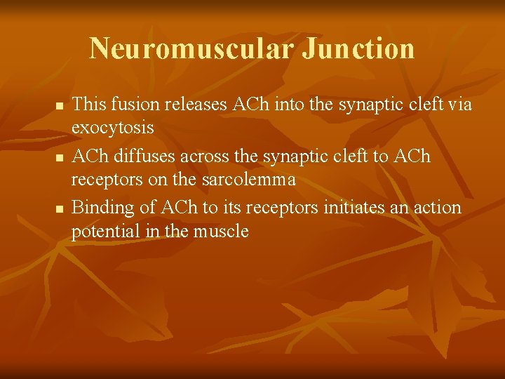 Neuromuscular Junction n This fusion releases ACh into the synaptic cleft via exocytosis ACh