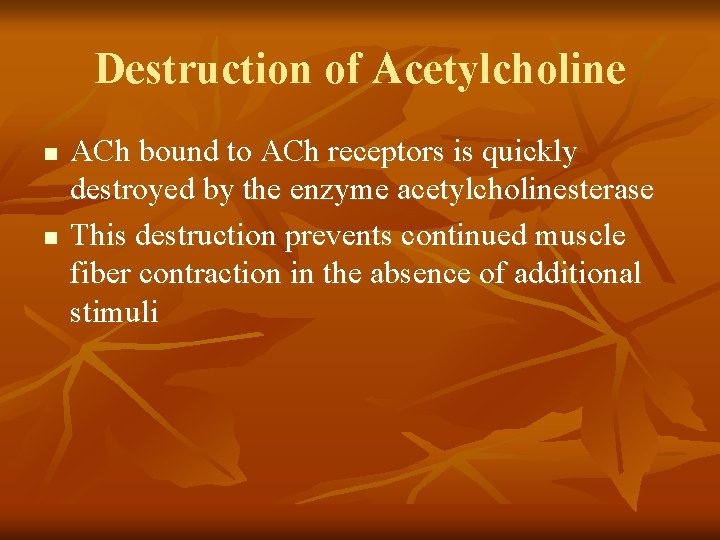 Destruction of Acetylcholine n n ACh bound to ACh receptors is quickly destroyed by