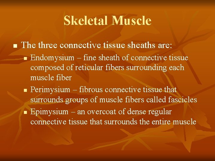 Skeletal Muscle n The three connective tissue sheaths are: n n n Endomysium –