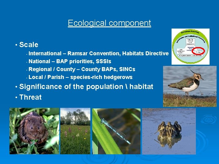 Ecological component • Scale International – Ramsar Convention, Habitats Directive • National – BAP