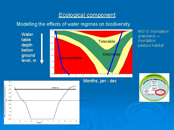 Ecological component Modelling the effects of water regimes on biodiversity MG 13: Inundation grassland