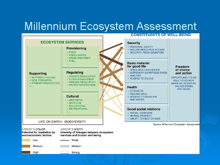 Millennium Ecosystem Assessment 