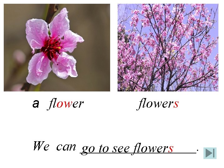 a flowers We can _________. go to see flowers 