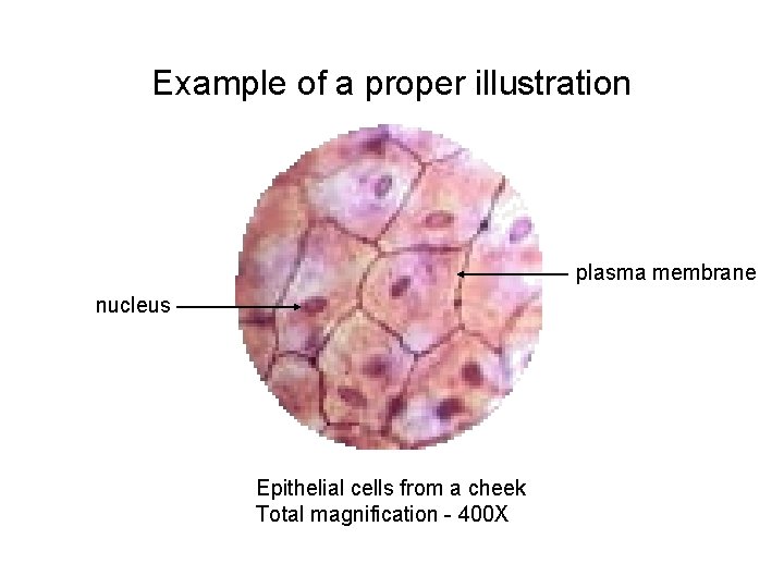 Example of a proper illustration plasma membrane nucleus Epithelial cells from a cheek Total