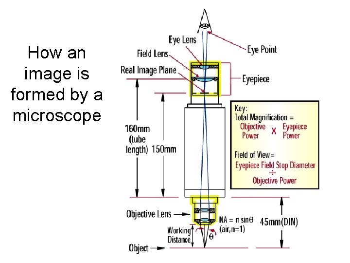 How an image is formed by a microscope 