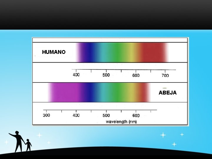 HUMANO ABEJA 