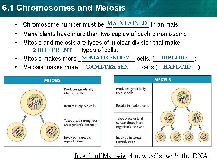 6. 1 Chromosomes and Meiosis MAINTAINED in animals. • Chromosome number must be _______