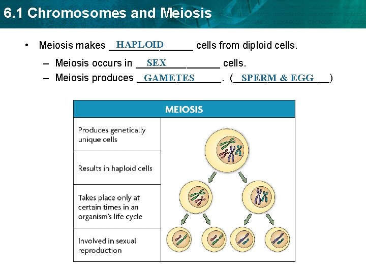 6. 1 Chromosomes and Meiosis HAPLOID • Meiosis makes ________ cells from diploid cells.