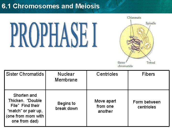 6. 1 Chromosomes and Meiosis Sister Chromatids Shorten and Thicken. “Double File” Find their