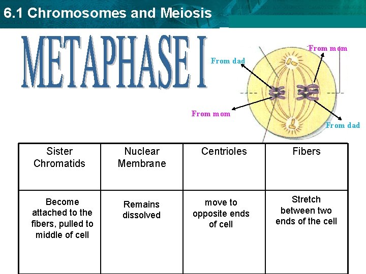 6. 1 Chromosomes and Meiosis From mom From dad Sister Chromatids Become attached to