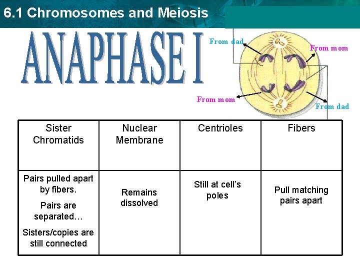 6. 1 Chromosomes and Meiosis From dad From mom Sister Chromatids Pairs pulled apart 6. 1 Chromosomes and Meiosis From dad From mom Sister Chromatids Pairs pulled apart