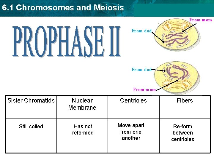 6. 1 Chromosomes and Meiosis From mom From dad From mom Sister Chromatids Nuclear