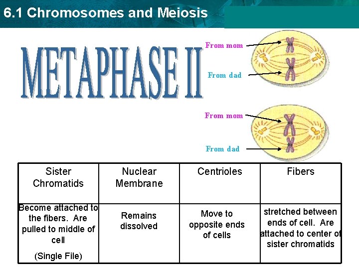 6. 1 Chromosomes and Meiosis From mom From dad Sister Chromatids Nuclear Membrane Become 6. 1 Chromosomes and Meiosis From mom From dad Sister Chromatids Nuclear Membrane Become