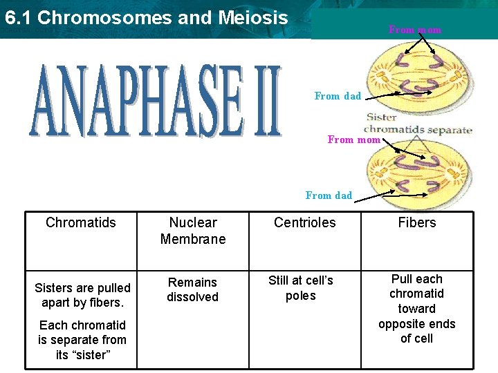 6. 1 Chromosomes and Meiosis From mom From dad Chromatids Nuclear Membrane Sisters are