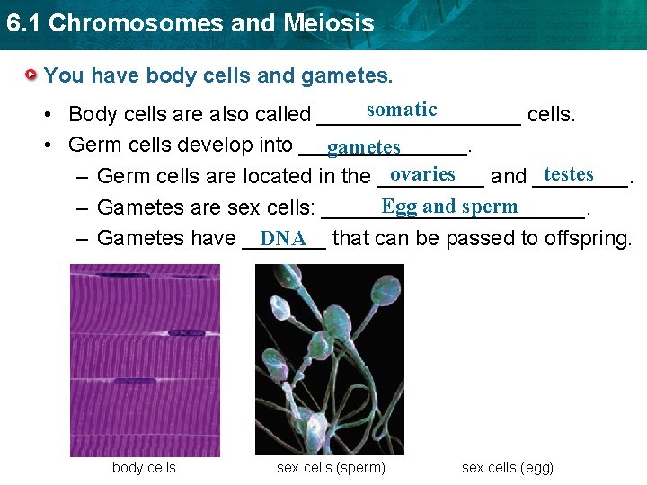 6. 1 Chromosomes and Meiosis You have body cells and gametes. somatic • Body