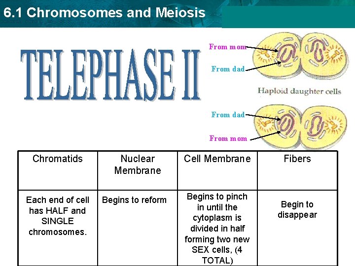 6. 1 Chromosomes and Meiosis From mom From dad From mom Chromatids Each end 6. 1 Chromosomes and Meiosis From mom From dad From mom Chromatids Each end
