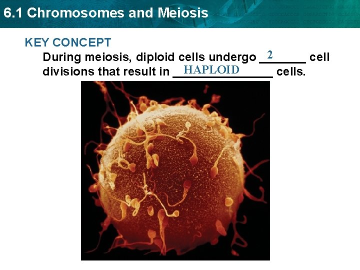 6. 1 Chromosomes and Meiosis KEY CONCEPT 2 During meiosis, diploid cells undergo _______