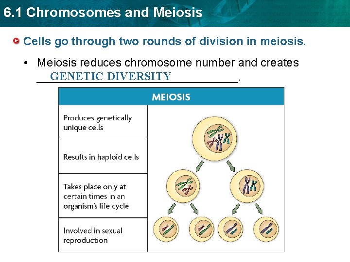 6. 1 Chromosomes and Meiosis Cells go through two rounds of division in meiosis.