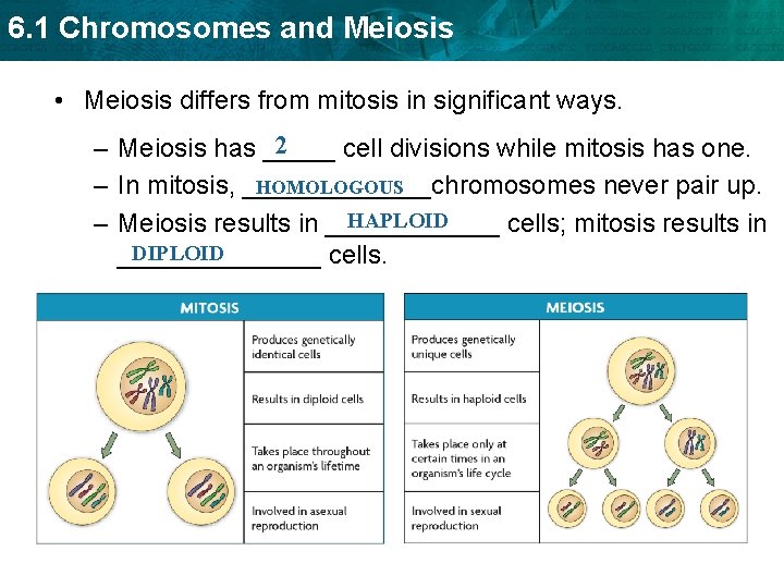 6. 1 Chromosomes and Meiosis • Meiosis differs from mitosis in significant ways. 2