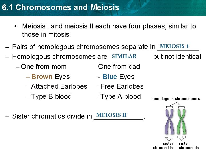 6. 1 Chromosomes and Meiosis • Meiosis I and meiosis II each have four