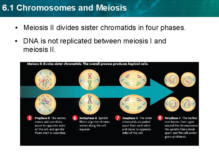 6. 1 Chromosomes and Meiosis • Meiosis II divides sister chromatids in four phases.