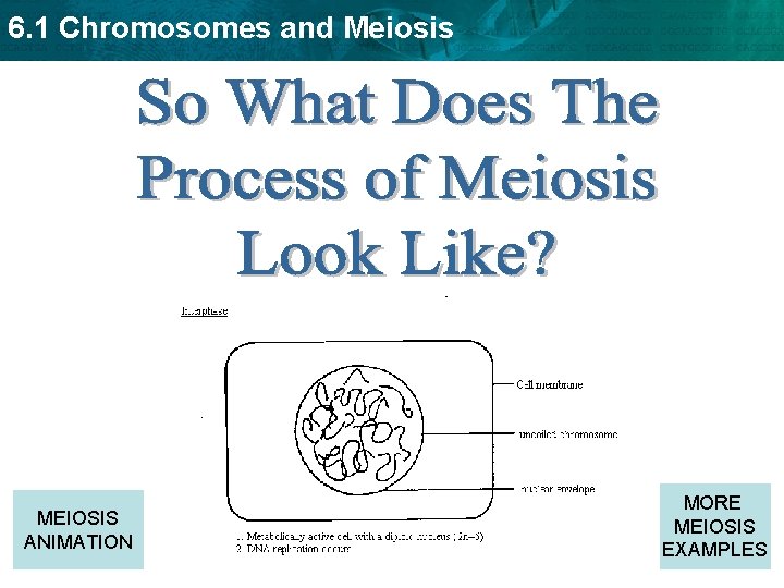 6. 1 Chromosomes and Meiosis MEIOSIS ANIMATION MORE MEIOSIS EXAMPLES 