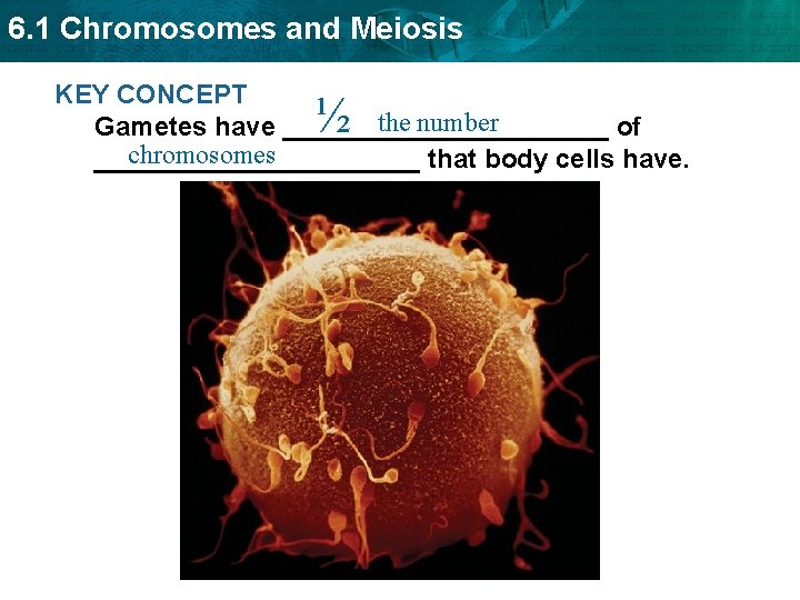 6. 1 Chromosomes and Meiosis KEY CONCEPT the number Gametes have ___________ of chromosomes