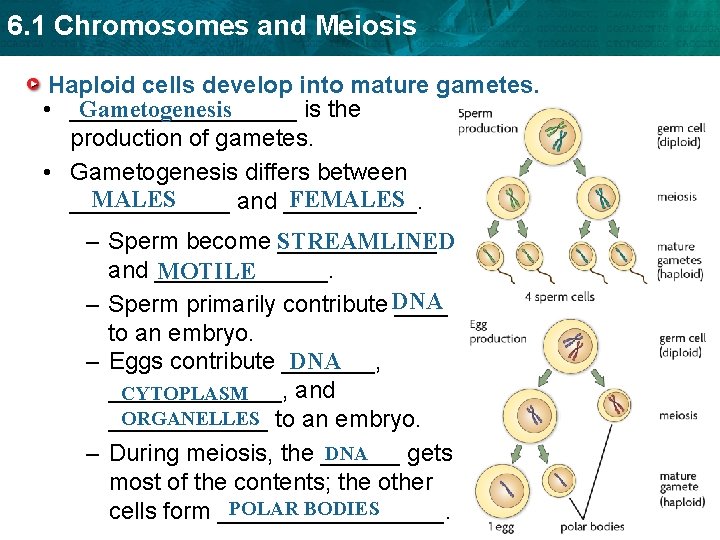 6. 1 Chromosomes and Meiosis Haploid cells develop into mature gametes. Gametogenesis • _________ 6. 1 Chromosomes and Meiosis Haploid cells develop into mature gametes. Gametogenesis • _________