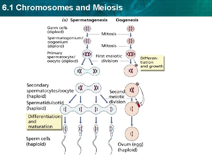 6. 1 Chromosomes and Meiosis 