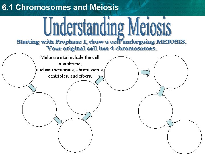 6. 1 Chromosomes and Meiosis Make sure to include the cell membrane, nuclear membrane, 6. 1 Chromosomes and Meiosis Make sure to include the cell membrane, nuclear membrane,