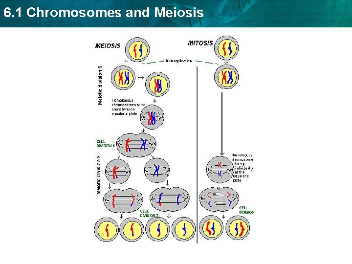 6. 1 Chromosomes and Meiosis 