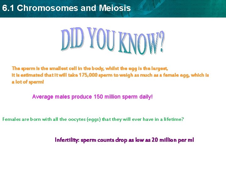 6. 1 Chromosomes and Meiosis The sperm is the smallest cell in the body,