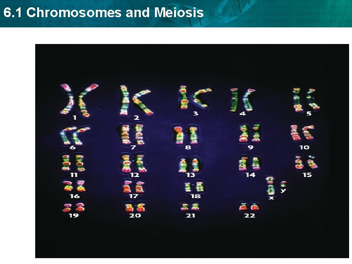 6. 1 Chromosomes and Meiosis 