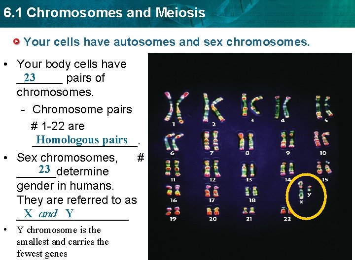 6. 1 Chromosomes and Meiosis Your cells have autosomes and sex chromosomes. • Your 6. 1 Chromosomes and Meiosis Your cells have autosomes and sex chromosomes. • Your