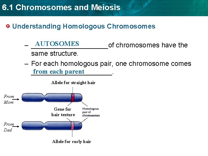 6. 1 Chromosomes and Meiosis Understanding Homologous Chromosomes AUTOSOMES – __________of chromosomes have the