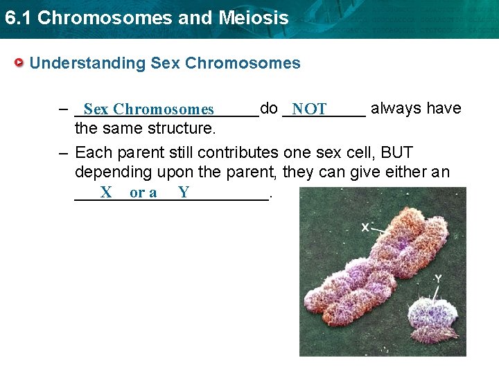 6. 1 Chromosomes and Meiosis Understanding Sex Chromosomes – __________do _____ always have Sex 6. 1 Chromosomes and Meiosis Understanding Sex Chromosomes – __________do _____ always have Sex