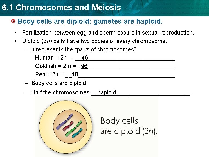 6. 1 Chromosomes and Meiosis Body cells are diploid; gametes are haploid. • Fertilization