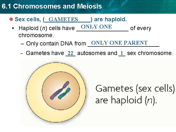 6. 1 Chromosomes and Meiosis GAMETES Sex cells, (_______) are haploid. ONLY ONE •