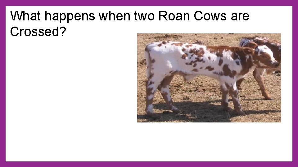 What happens when two Roan Cows are Crossed? 